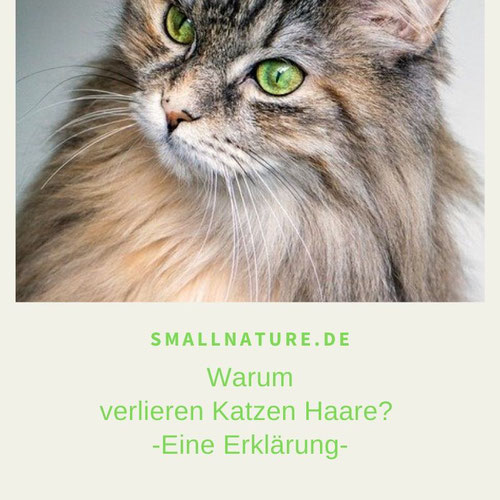 Warum verlieren Katzen Haare? - Eine Erklärung -