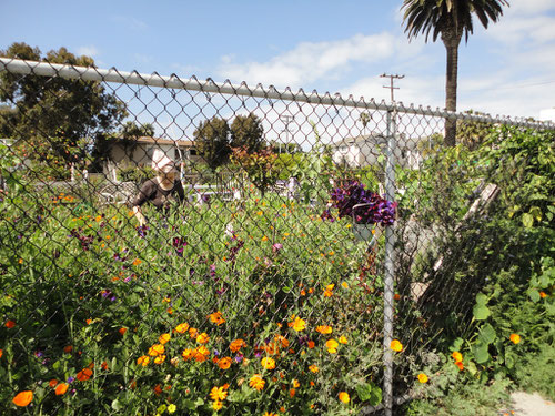 Santa Monica Community Garden:地域の人々が鮮やかにガーデニングを楽しむ