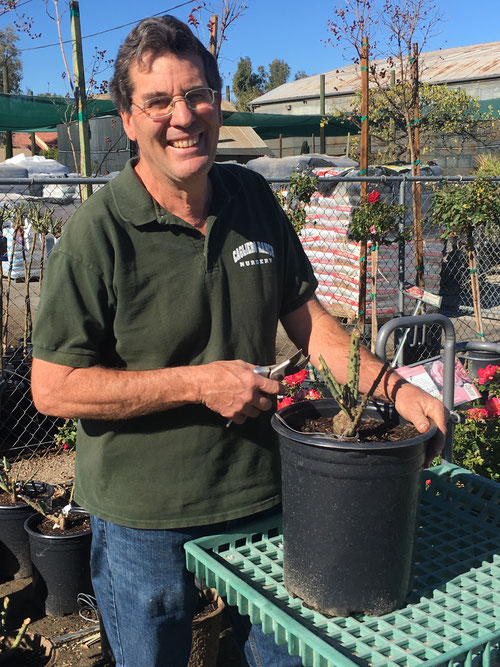 The owner, Joe Cagliero, with a freshly pruned  rose