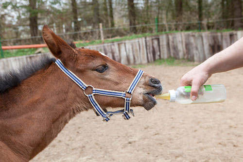 Fohlen aufzucht, Fohlenmilch, Salvana Stutenmilch, Saugflasche, Waisenfohlen, Fohlengeburt, Pferdezucht