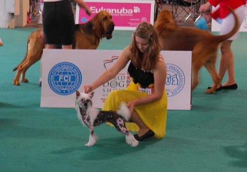 Angel mit JH Kristina Machalekova/SK bei World Dog Show Budapest / HU - 2. Platz in Jüngsten Klasse