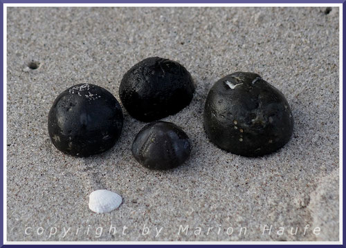 Ein Gruß aus längst vergangenen Zeiten: Steinerne Seeigel-Kerne, die sich oft zwischen den Steinen am Weststrand finden lassen.