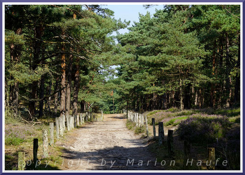 Dort, wo das g-Gestell in Prerow beginnt, führt es zunächst durch den Dünenkiefernwald.