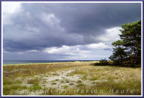 Oberhalb der Weißdünen am Strand geht diese in die Graudüne über, Nähe Hohe Düne/Mecklenburg-Vorpommern.