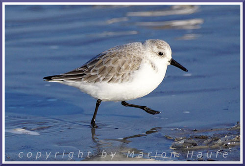 Sanderlinge (Calidris alba) sind regelmäßige und häufige Wintergäste am Nordstrand.