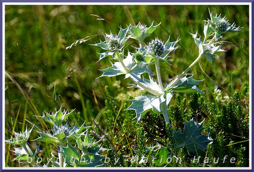 Stranddistel (Eryngium maritimum), Darßer Ort/Mecklenburg-Vorpommern.