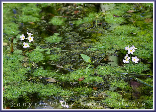 Die filigranen Blätter der Wasserfeder (Hottonia palustris) sind immergrün und das ganze Jahr über zu sehen.