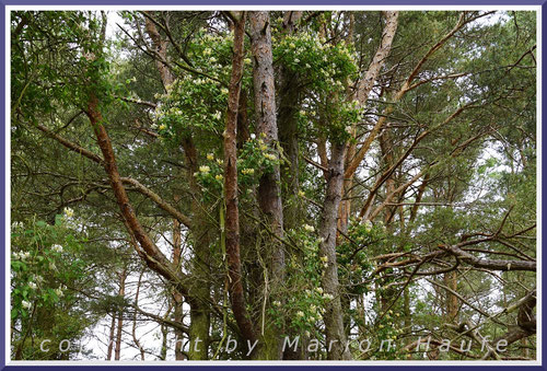 An vielen Kiefern lässt sich im Juni eine echte Liane bestaunen - das Waldgeißblatt (Lonicera periclymenum), Darßer Ort/Mecklenburg-Vorpommern.