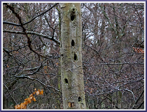 "Spechtflöte" bei den Maler-Buchen im Darßwald.