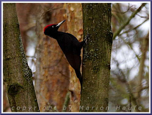 Der Schwarzspecht (hier ein Männchen) ist im Darßwald ganzjährig zu Hause.