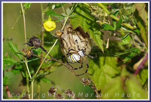 Weibliche Wespenspinne (Argiope bruennichi) an ihrem Kokon mit dem Nachwuchs, 03.09.2021, Staaken/Berlin.