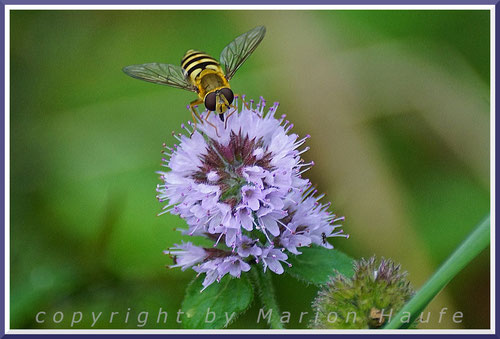 Wasserminze (Mentha aquatica), Darßer Ort/Mecklenburg-Vorpommern.