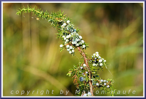 Gemeiner Wacholder (Juniperus communis), Darßer Ort/Mecklenburg-Vorpommern.