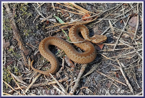 Rote Farbvariante der Kreuzotter (Vipera berus), Darßer Ort/Mecklenburg-Vorpommern.