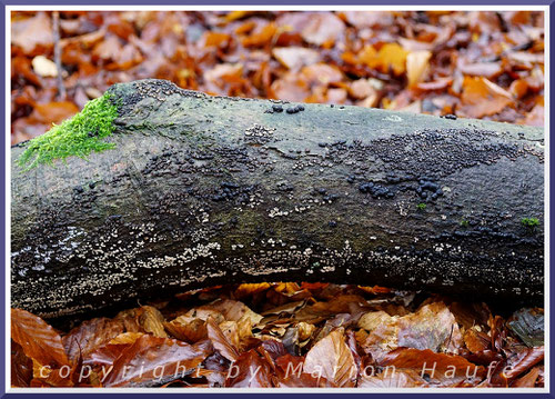 Unbestimmte Kohlenbeeren (Hypoxylon) in unterschiedlichen Altersstufen.