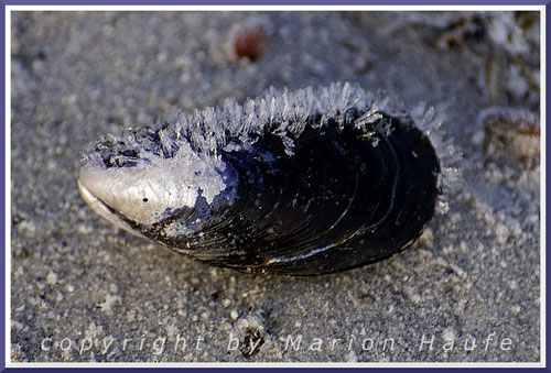 Diese Miesmuschel (Mytilidae) punktet mit Perlmutt und Eiskristallen, 07.02.2023, Darßer Ort/Mecklenburg-Vorpommern.