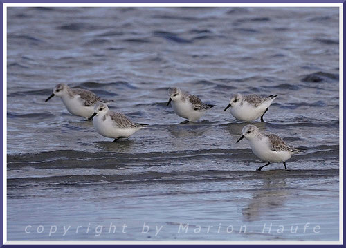 Kleine Flitzer am Spülsaum - Sanderlinge (Calidris alba).