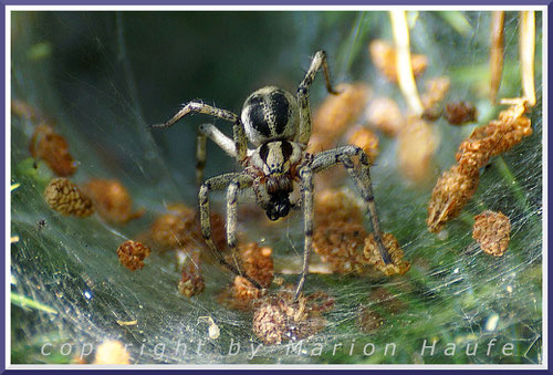 Labyrinthspinne (Agelena labyrinthica) im Trichter ihres Netzes, 29.06.2020, Darßer Ort/Mecklenburg-Vorpommern.