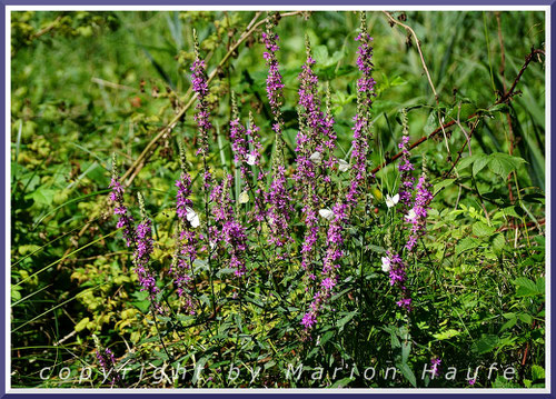 In unmittelbarer Nähe wächst oft der Gewöhnliche Blutweiderich (Lythrum salicaria), der ein ausgesprochener Insektenmagnet ist.