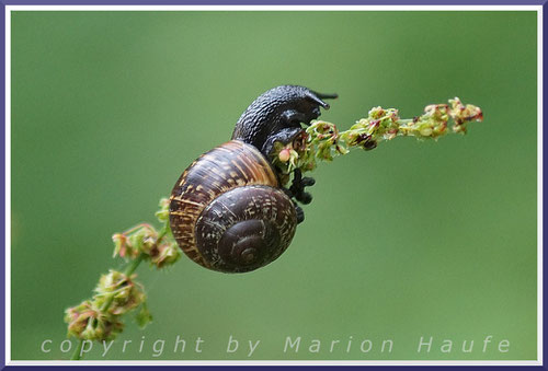 Gefleckte Schnirkelschnecke (Arianta arbustorum), 03.08.2017, Darßer Ort/Mecklenburg-Vorpommern.