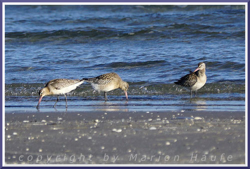 Pfuhlschnepfen (Limosa lapponica), Darßer Ort/Mecklenburg-Vorpommern.