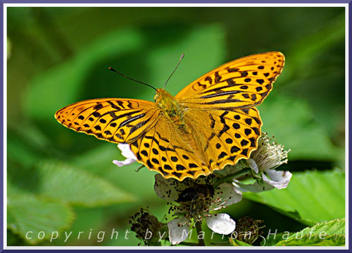 Der Kaisermantel (Argynnis paphia) kommt am g-Gestell sowohl in der Normalform als auch als graublaue Unterart vor.