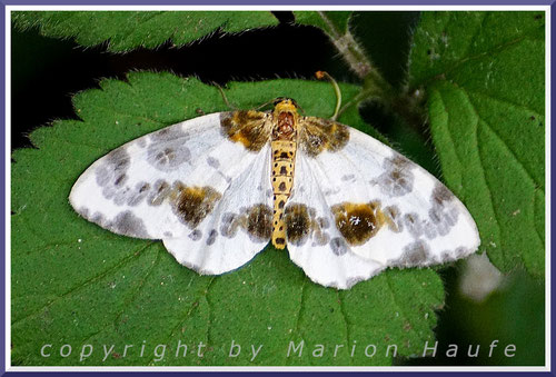 Der Ulmen-Harlekin ist ein Nachtfalter, der sich tagsüber auf Blättern ausruht, Gutsteich Middelhagen/Rügen.