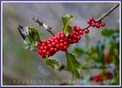 Die leuchtend roten Beeren der Europäischen Stechpalme sind im Winter eine wichtige Nahrungsquelle für Vögel.