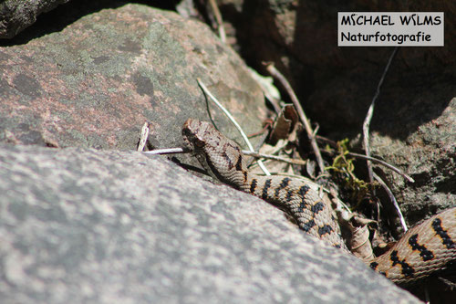 Aspisviper (Vipera aspis) im Südschwarzwald