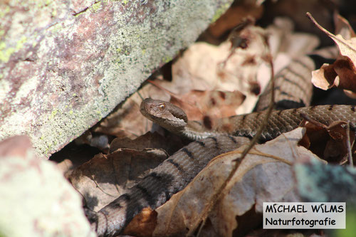 Aspisviper (Vipera aspis) im Südschwarzwald