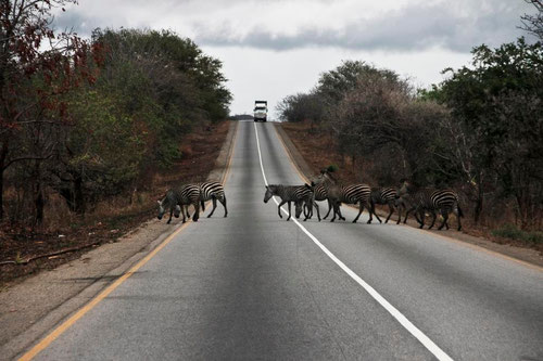 Derartige Straßenüberquerungen sind für alle Tiere im Mikumi Park unglaublich gefährlich