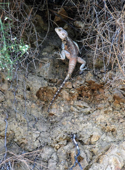 Sling-tailed Agama (Laudakia stellio cypriaca) on the dirt road from Pomos to Stavros tis Psokas