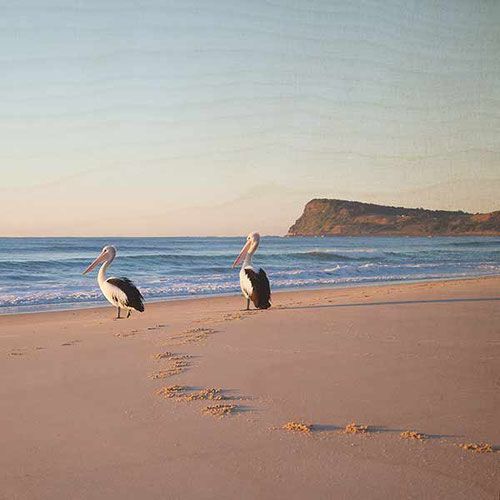 Photo on Timber Lennox Head pelicans