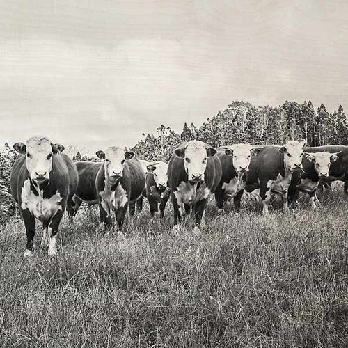 Photo on Timber cows