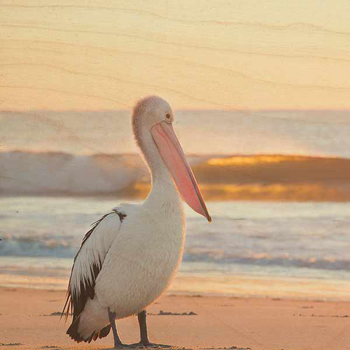 Photo on Timber Lennox Head pelican
