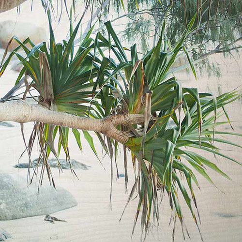 Photo on Timber Pandanus tree Byron Bay