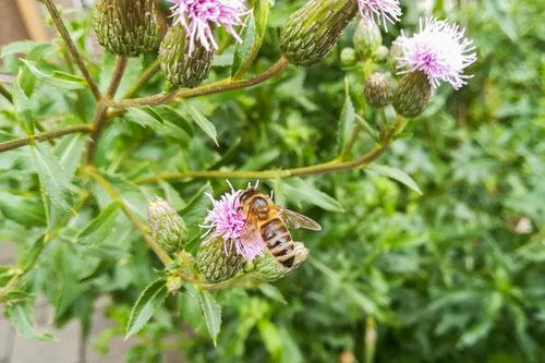 Was ist Permakultur? - Wildpflanzen einfach erklärt, Zusammenhänge verstehen