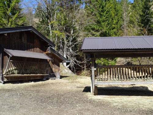 Hirschfütterung in Tirol - Besondere Natur-Erfahrung für Teilnehmer