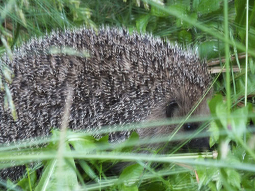 Igel