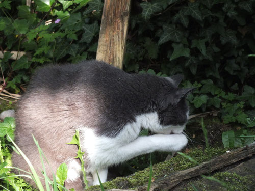 Kater (Jonny) bei der Katzenwäsche