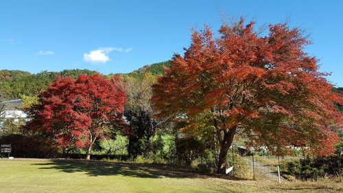 唐沢ゴルフ倶楽部三好コースの紅葉