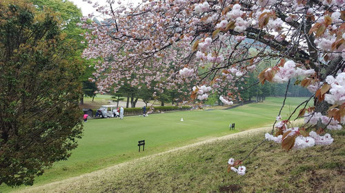 八重桜でお花見ゴルフをどうぞ!!