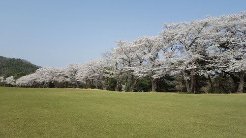 唐沢ゴルフ倶楽部唐沢コースの名物の桜