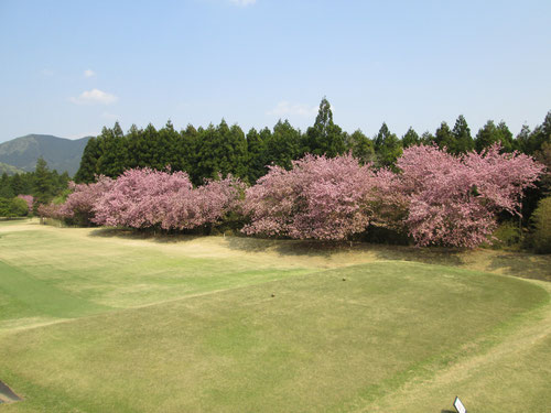 足利カントリークラブの八重桜