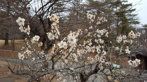 唐沢ゴルフ倶楽部の梅の花