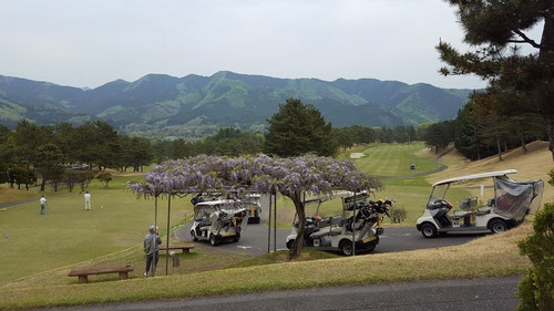 足利カントリークラブ飛駒コースの藤棚