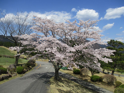 足利カントリークラブ多幸コースの満開の桜