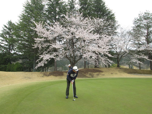 足利城ゴルフ倶楽部の3番ホールの桜