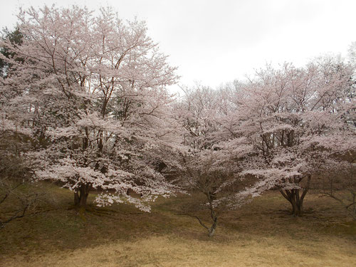 足利城ゴルフ倶楽部の満開の桜