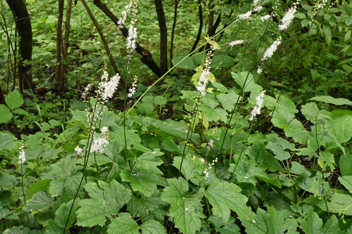 犬升麻,野草,イヌショウマ